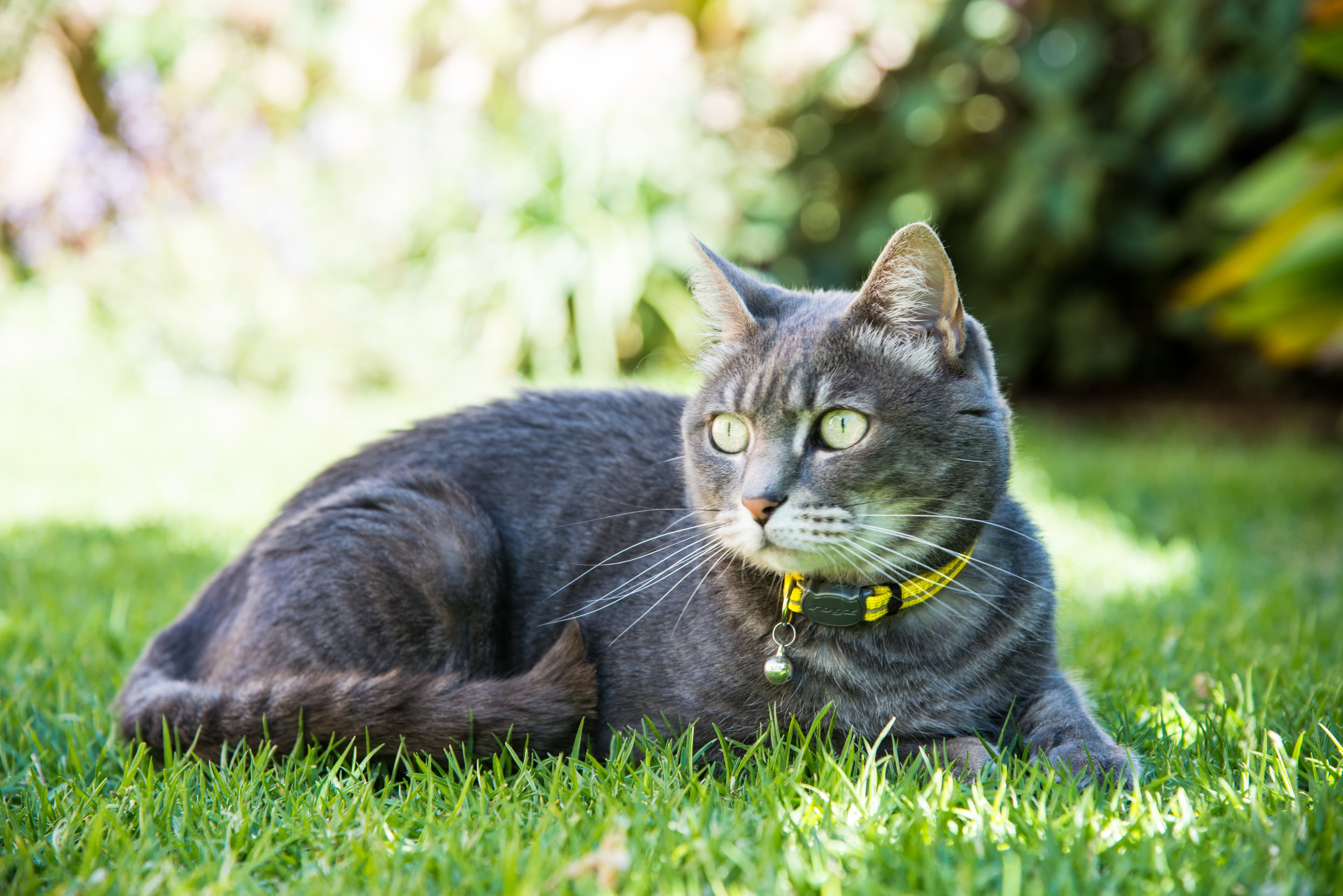 Alleycat safety collar