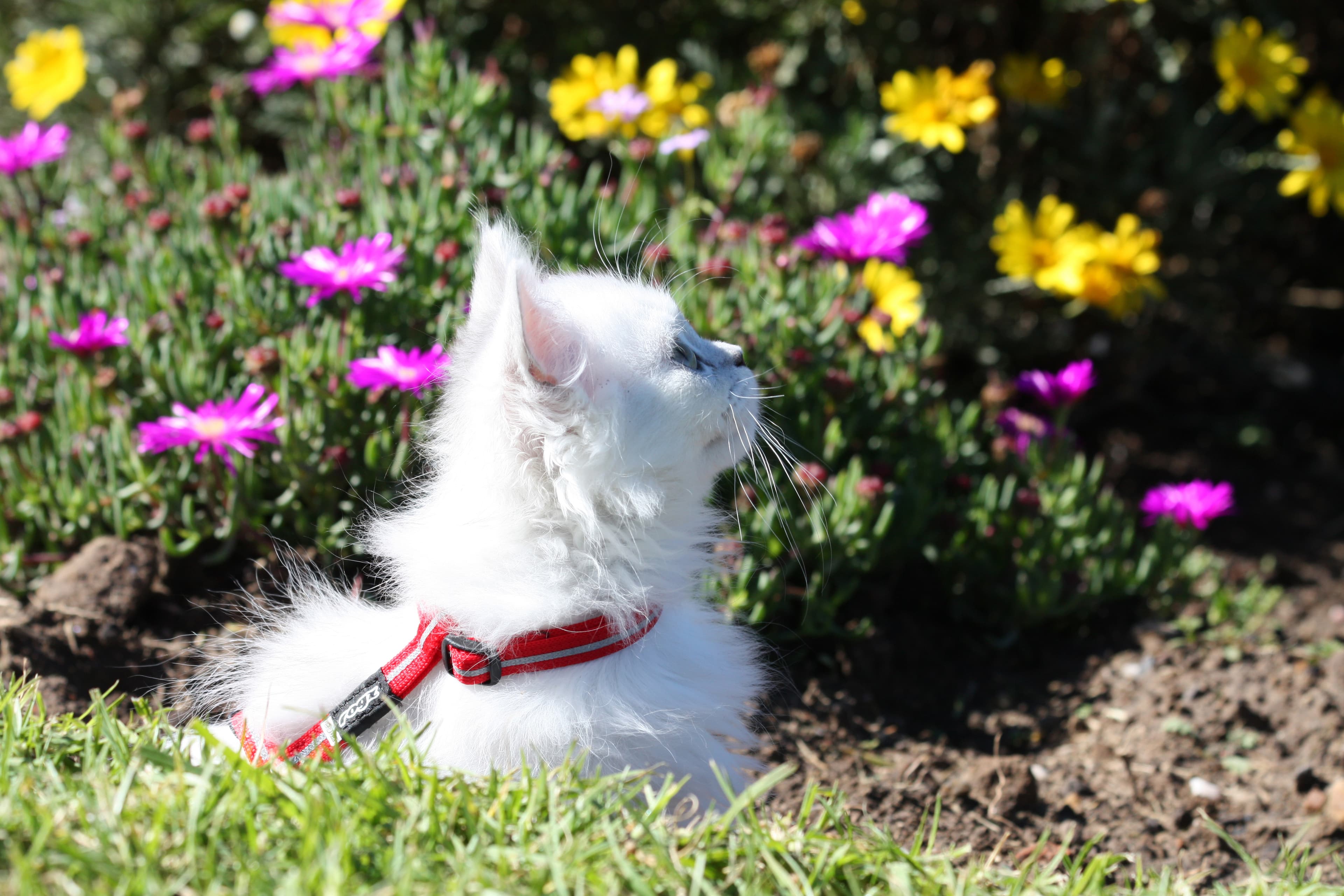 Alleycat control harness and lead