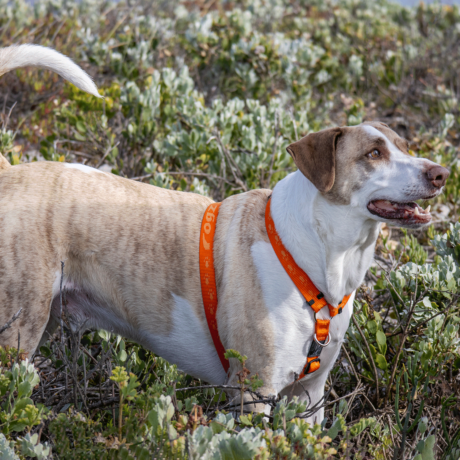 Rogz Alpinist Classic Harness