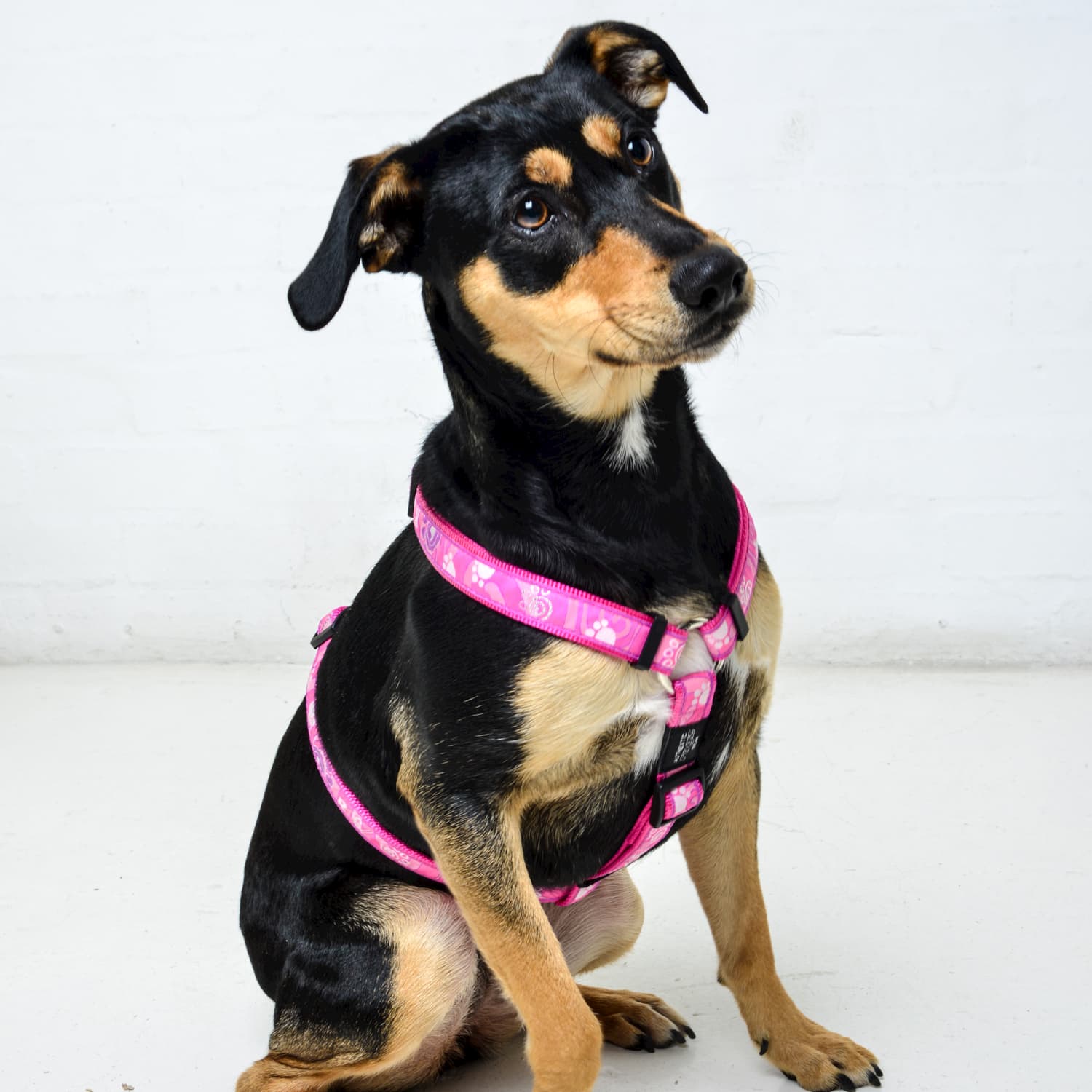 Rogz Fancy Dress Classic Harness
