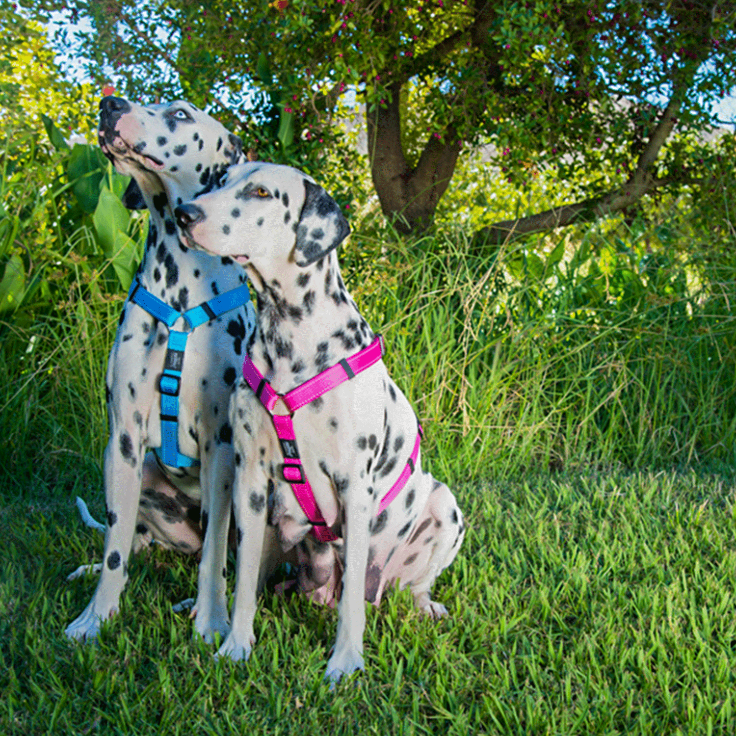 Rogz Utility Classic Harness