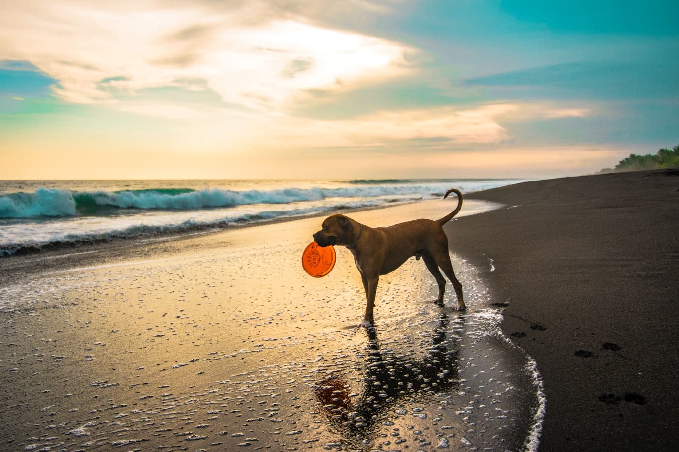 Happy Pets - Your pets, our passion!