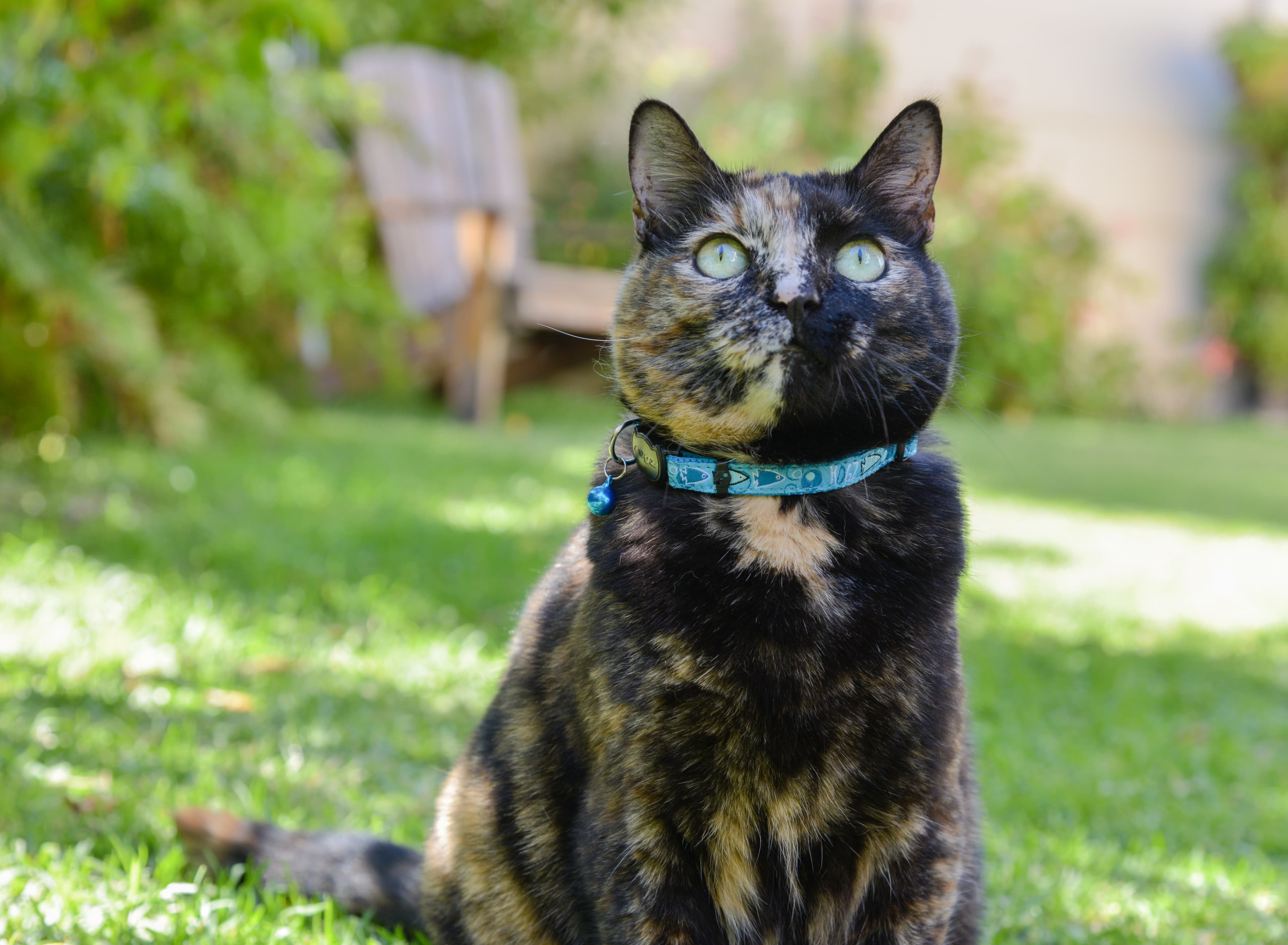 ROGZ FancyCat