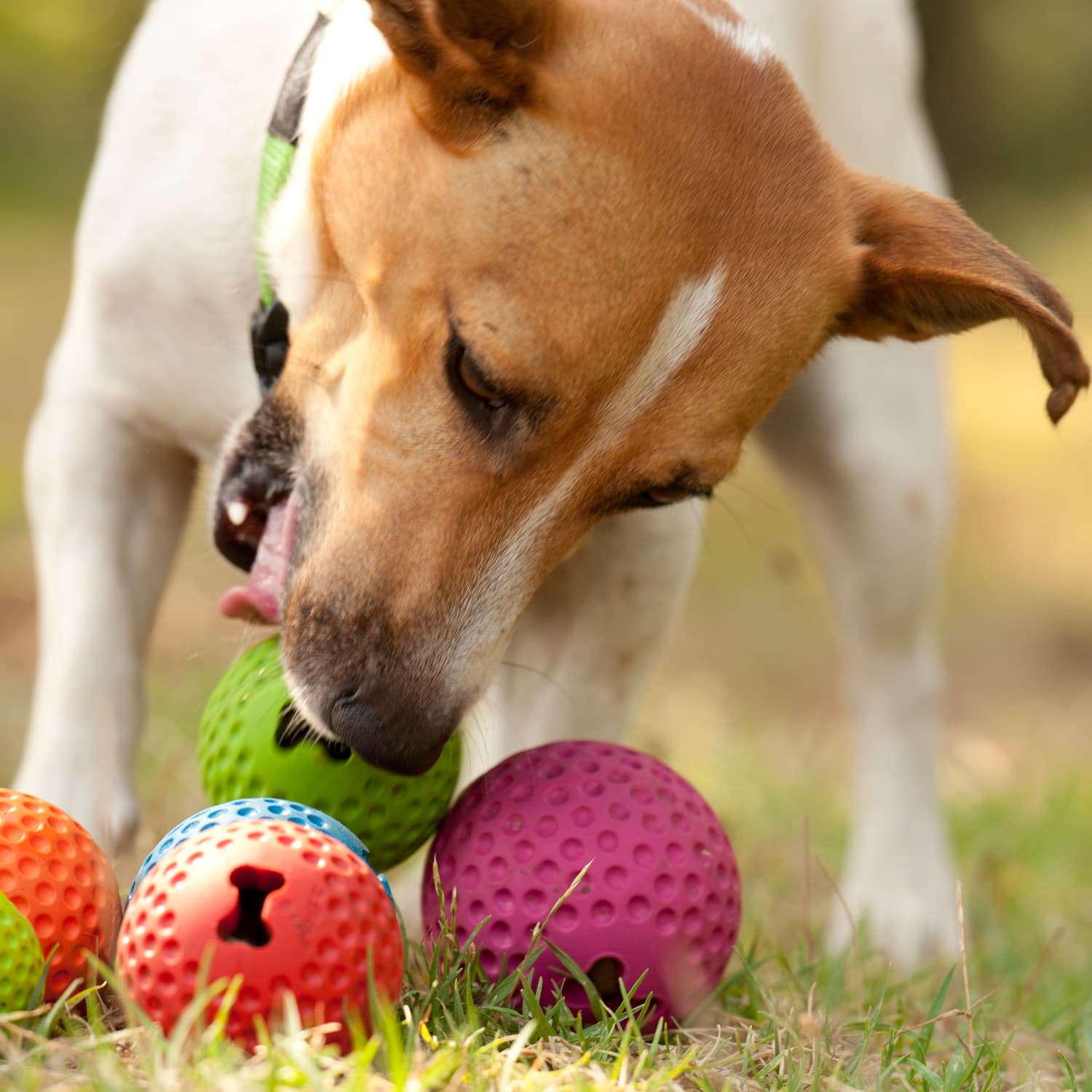 Rogz Gumz Treat Ball