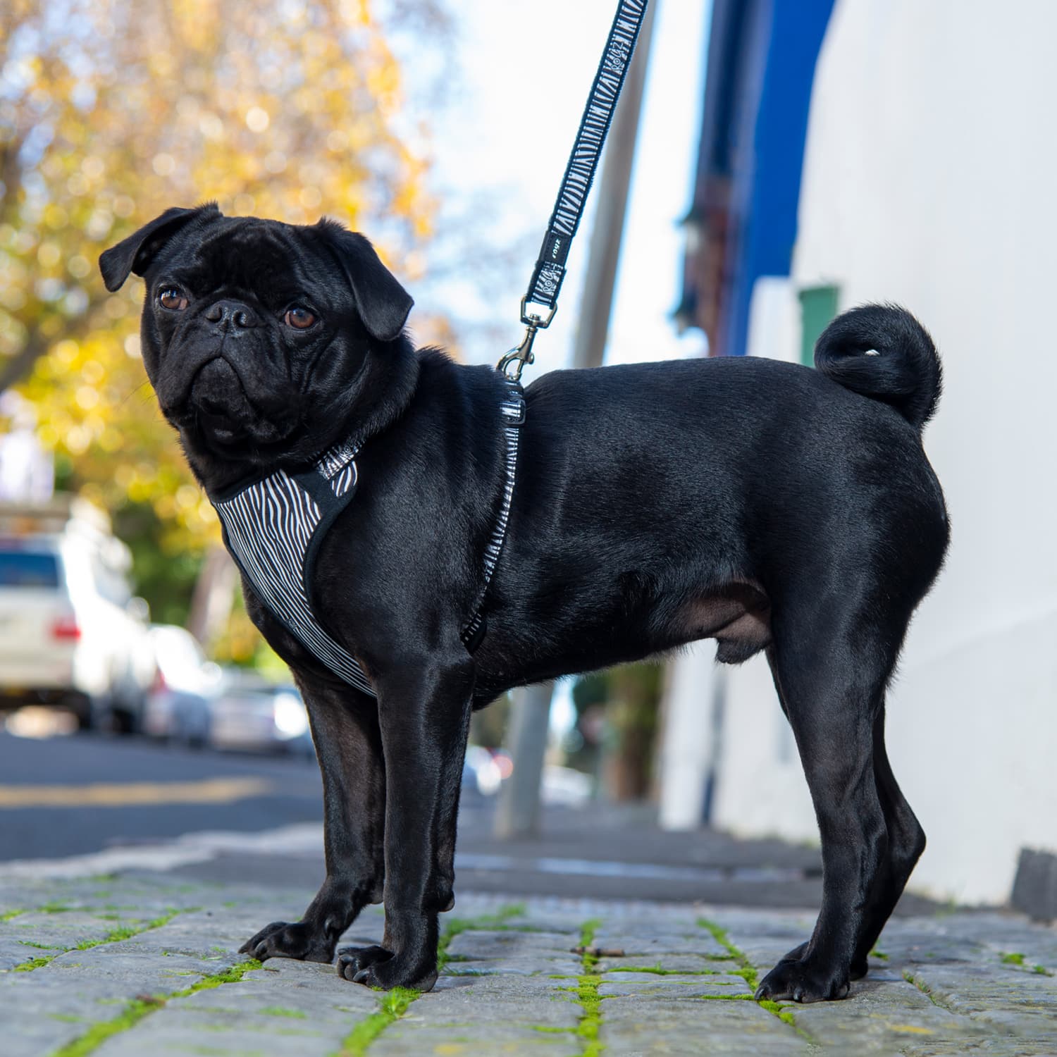 Rogz Fashion Classic Lead