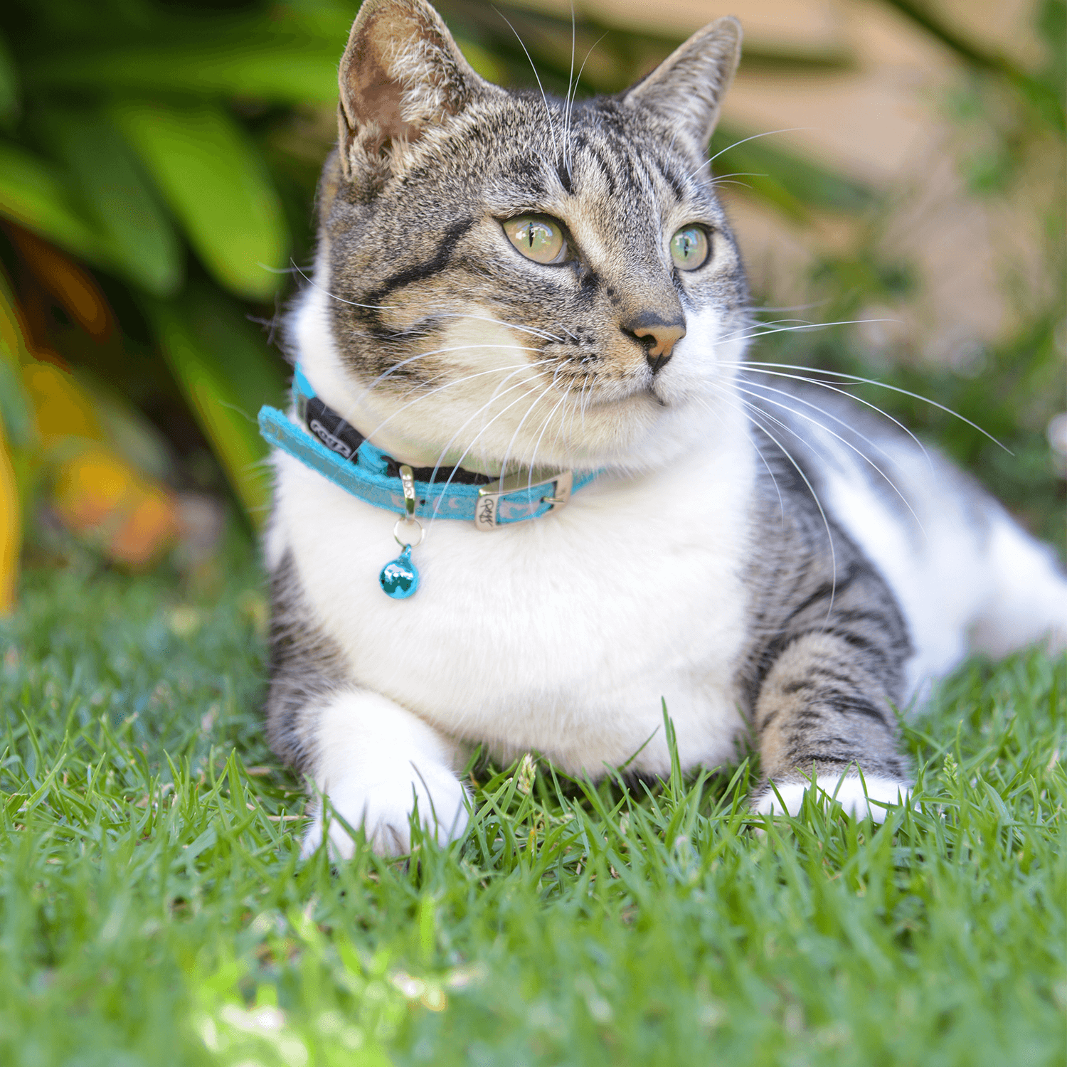 Rogz SparkleCat