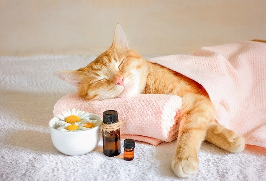 Exploring Natural Remedies for Pets: Complementary Care with Caution