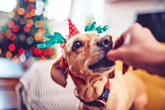 What Not to Feed Your Dog this Christmas