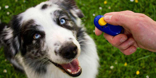 Clicker Training: Unlocking the Potential of Positive Reinforcement