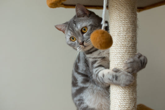 Teaching Cats to Embrace the Scratching Post: A Guide to Positive Reinforcement