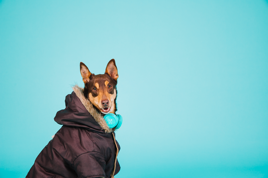 How to keep your dogs dry and warm during the winter