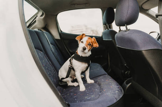 Ensuring the Paw-fect Ride: A Guide to Car Safety for Dogs