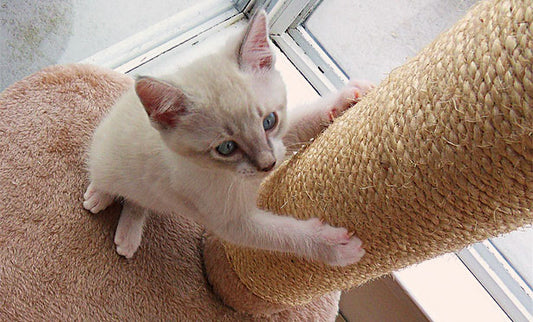 Training Your Cat to Use a Scratching Post: The Positive Reinforcement Way