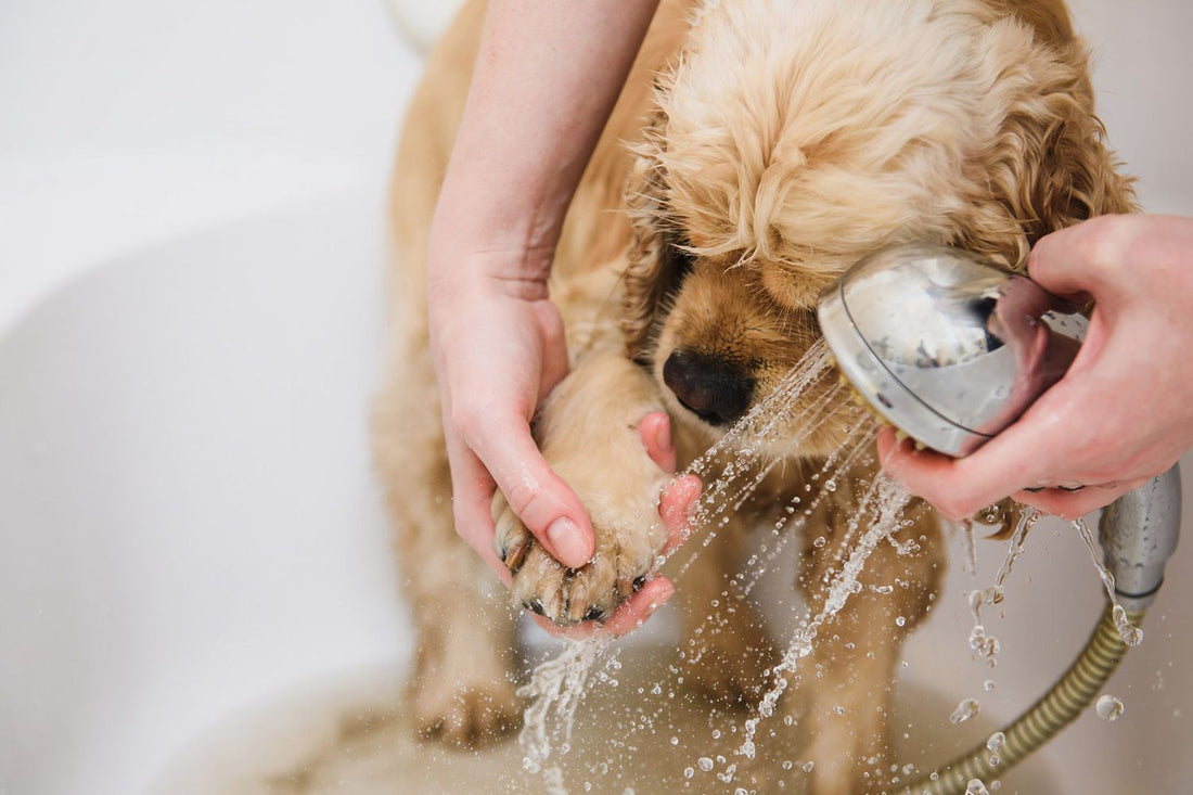 Unraveling the Secret to a Dog's Healthy Skin: Tips for Managing Dryness