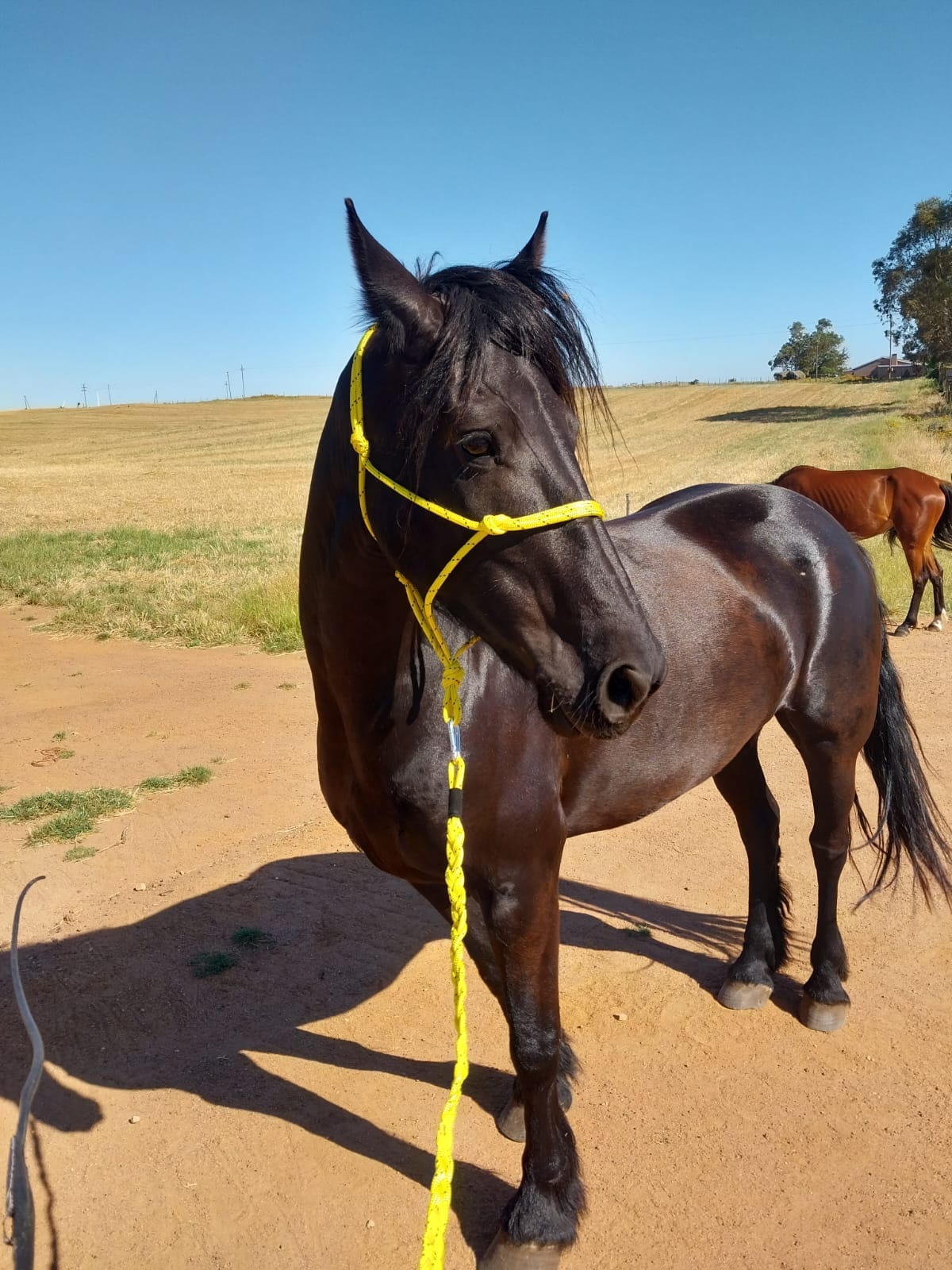 Rope halters and lead