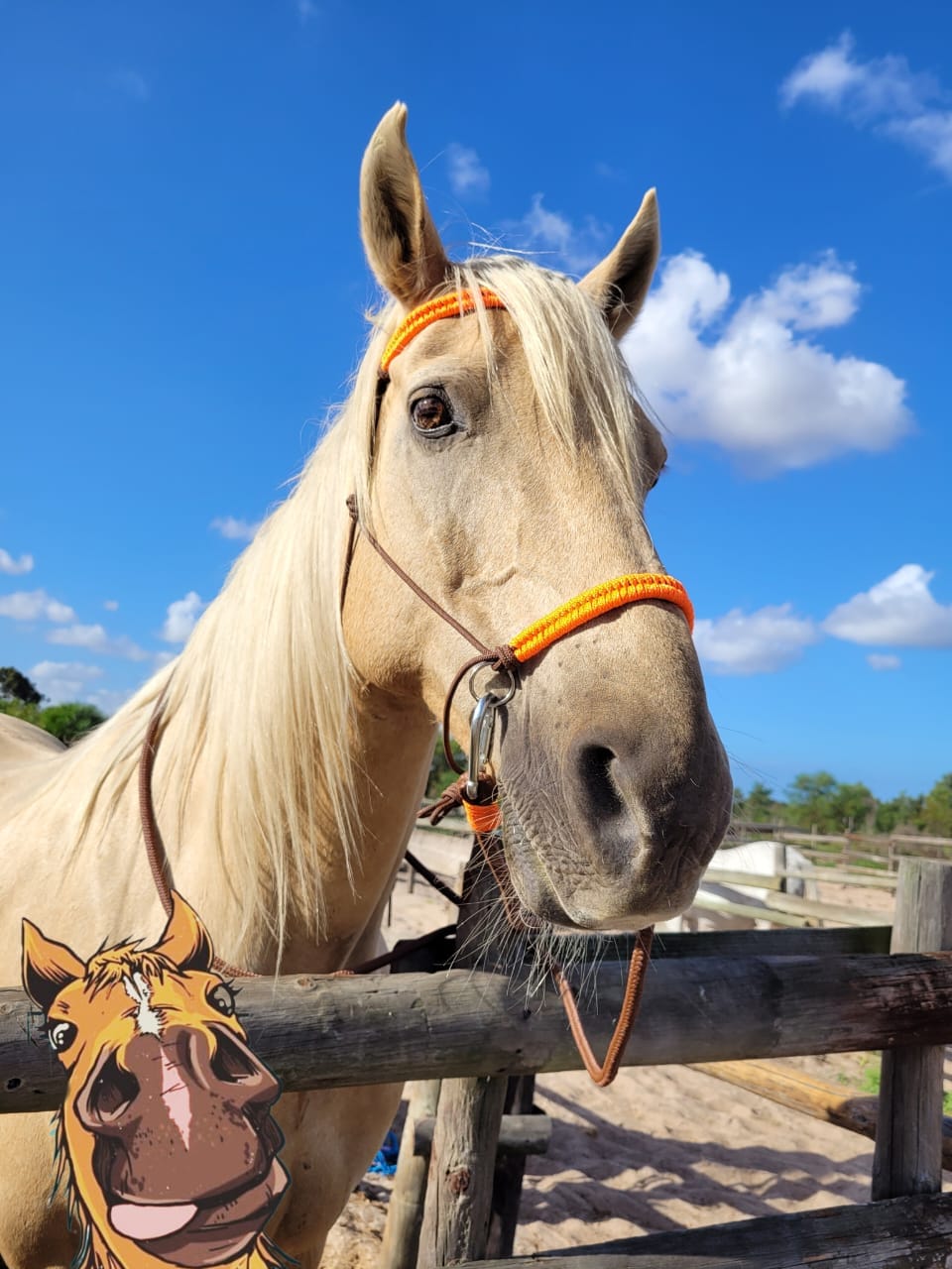 Rope halters and lead