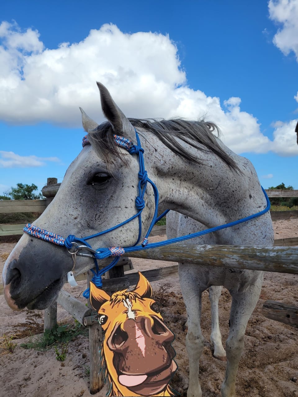 Rope halters and lead