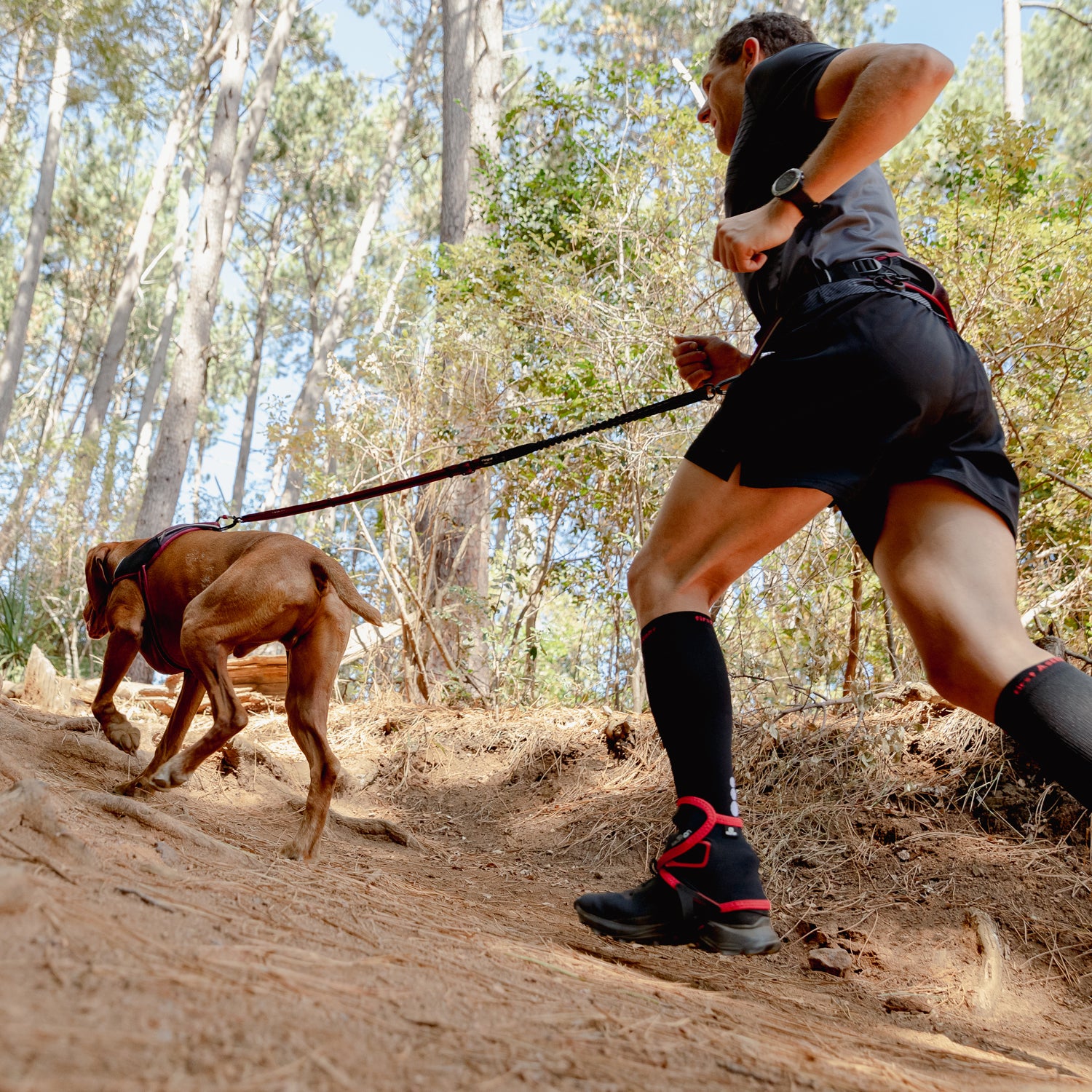 Airtech sport belt and lead - My Pet Store