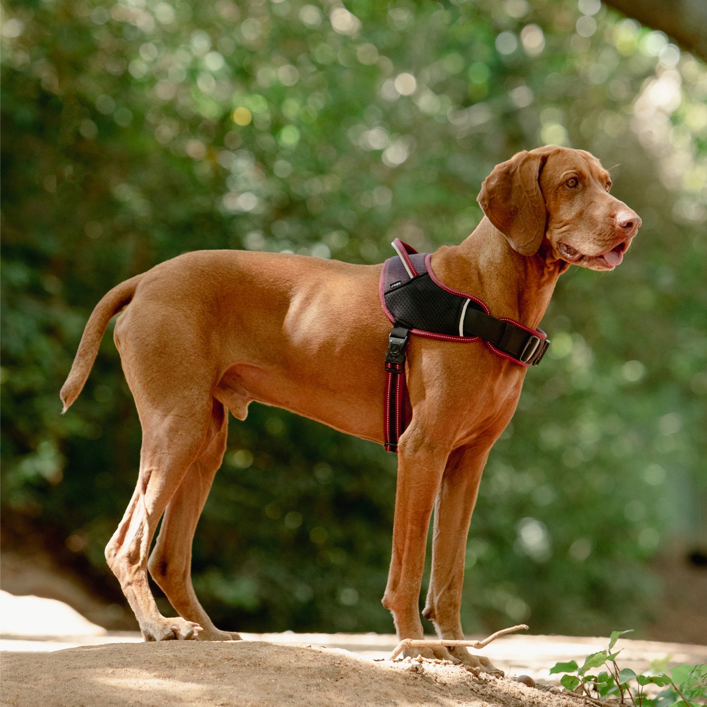 Airtech sport harness - My Pet Store