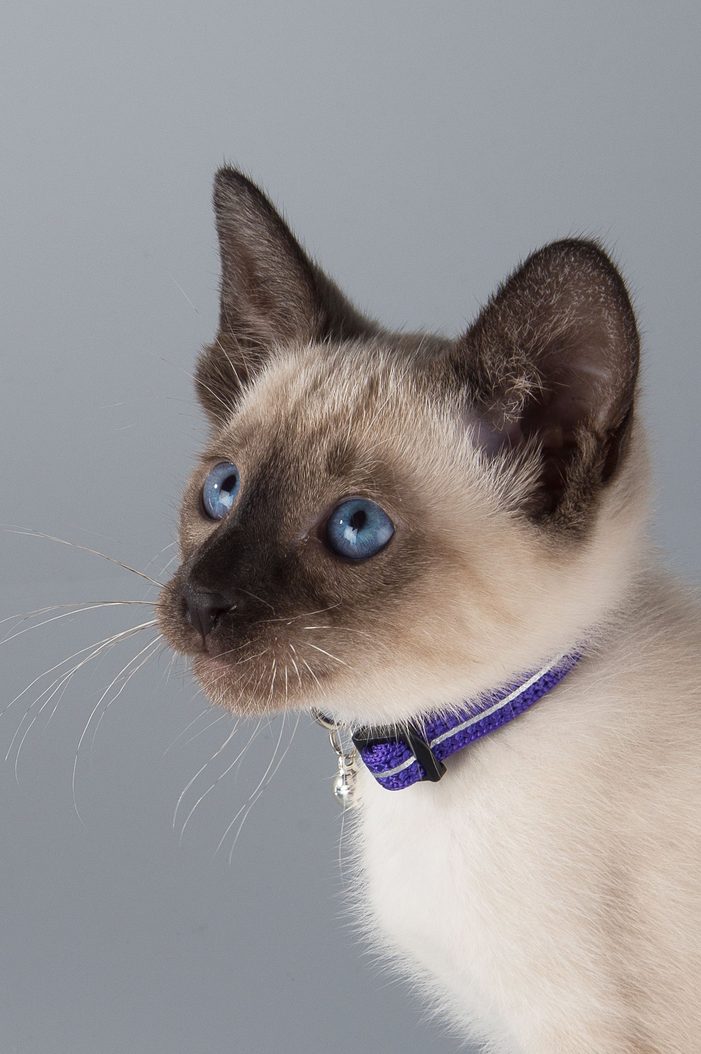 Alleycat reflective breakaway collar - My Pet Store