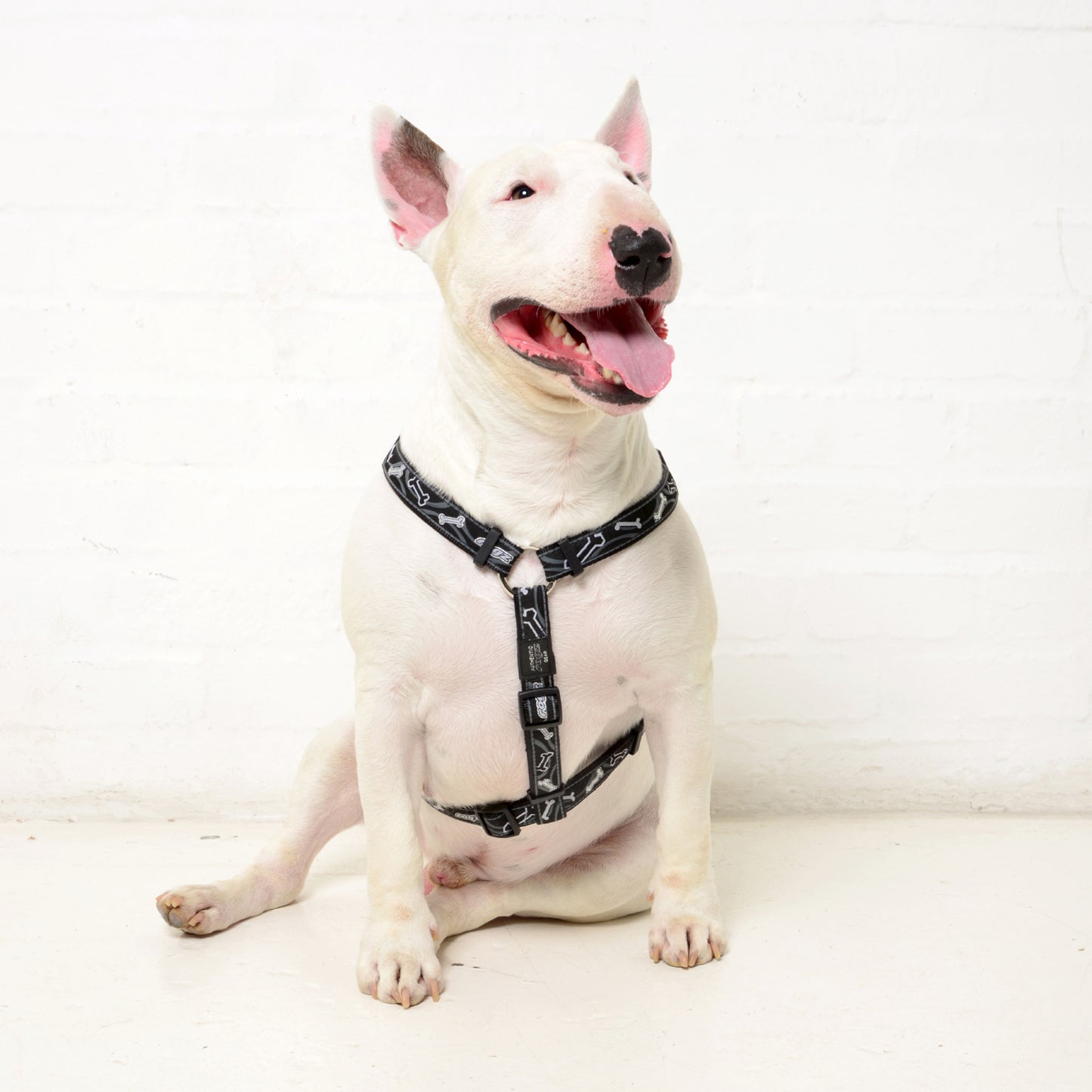 Fancy dress classic harness - My Pet Store