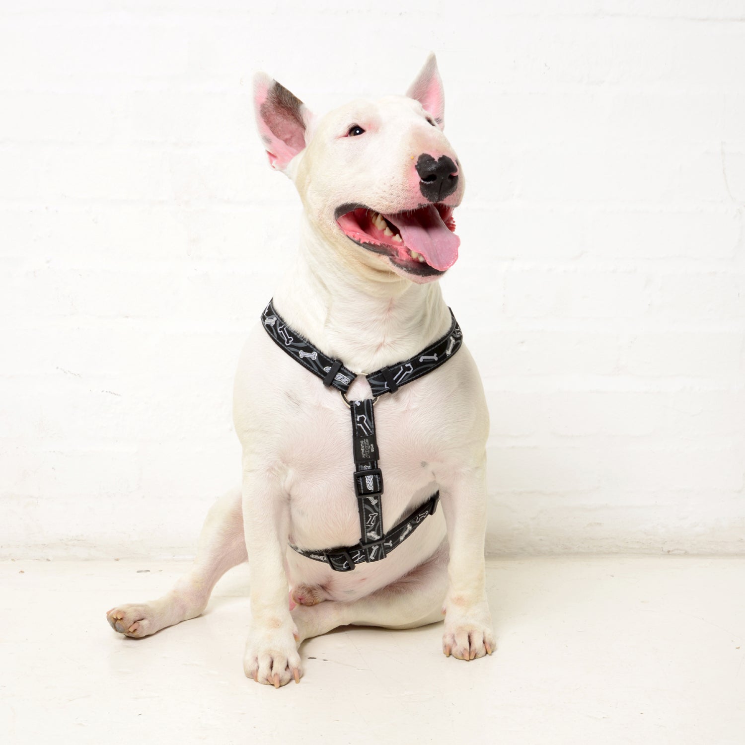 Fancy dress classic harness - My Pet Store