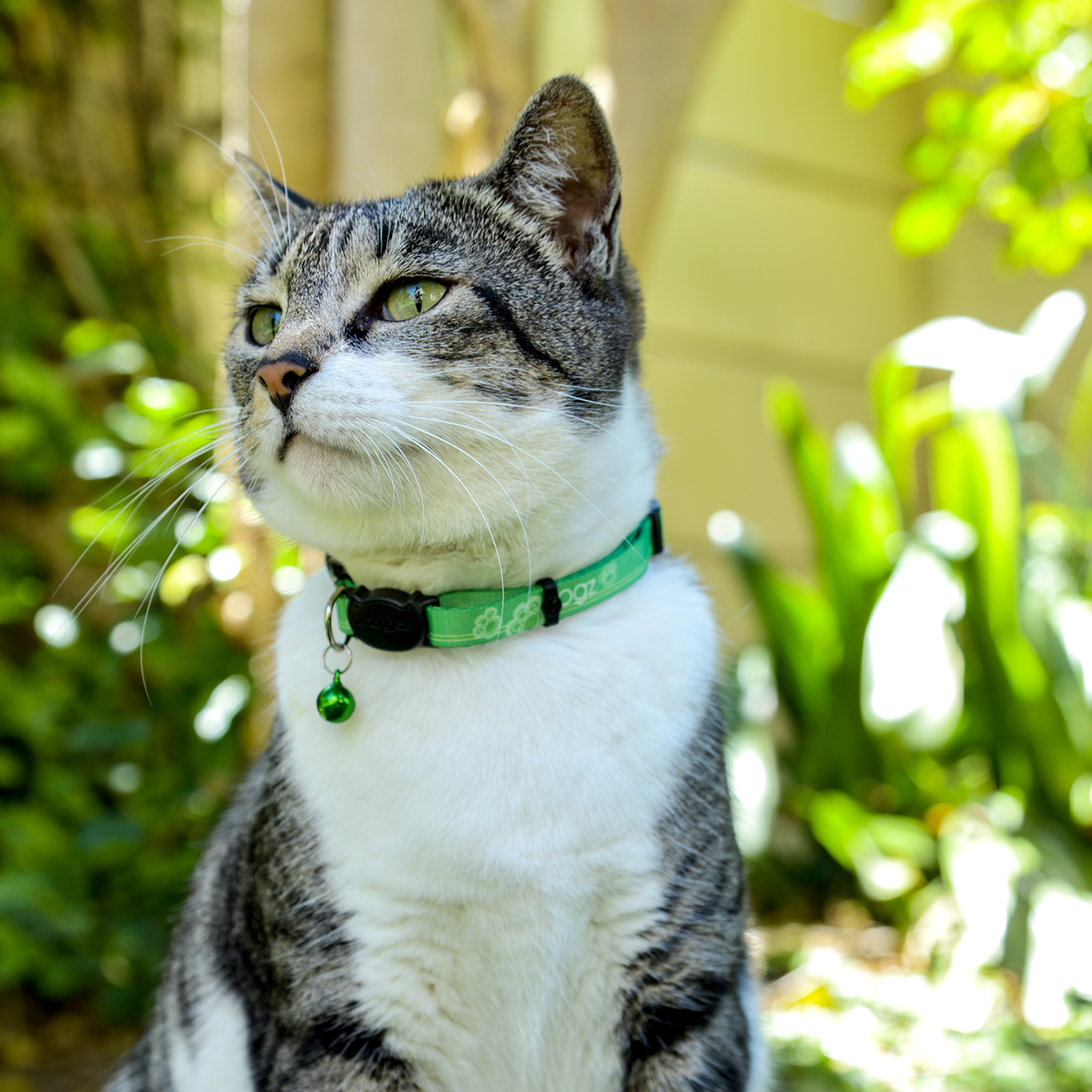 Kiddycat breakaway collar - My Pet Store