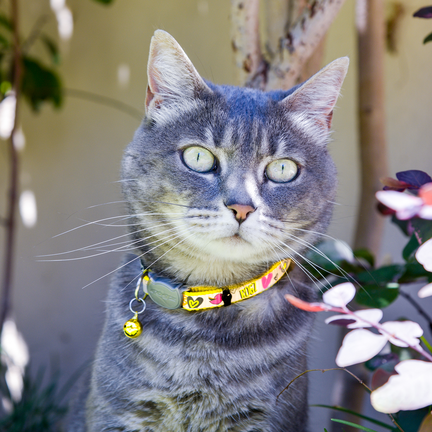 Reflectocat breakaway collar - My Pet Store