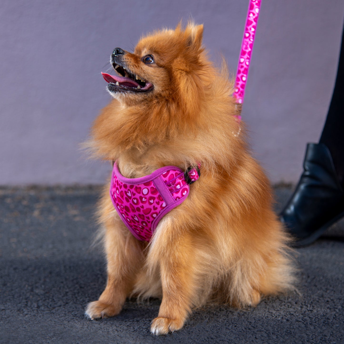 Fashion comfy harness for smaller dogs - My Pet Store