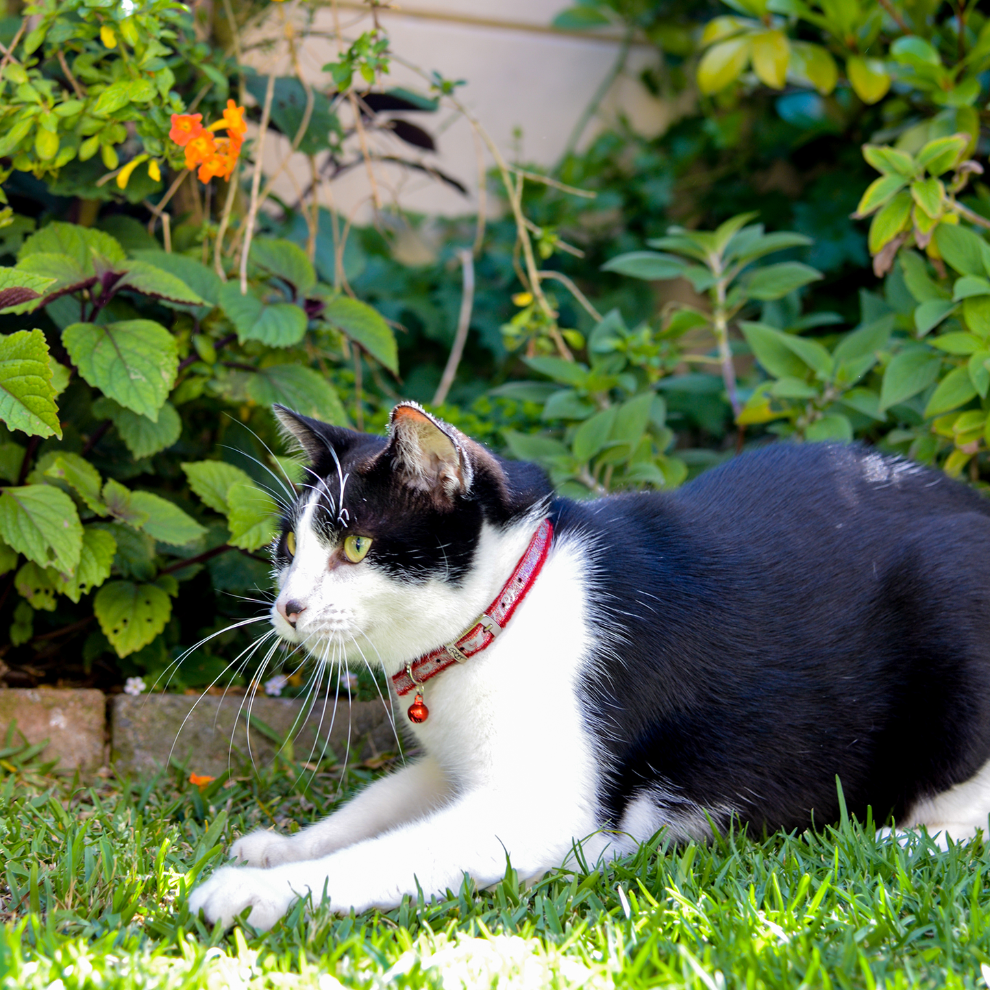 Sparklecat collar - My Pet Store