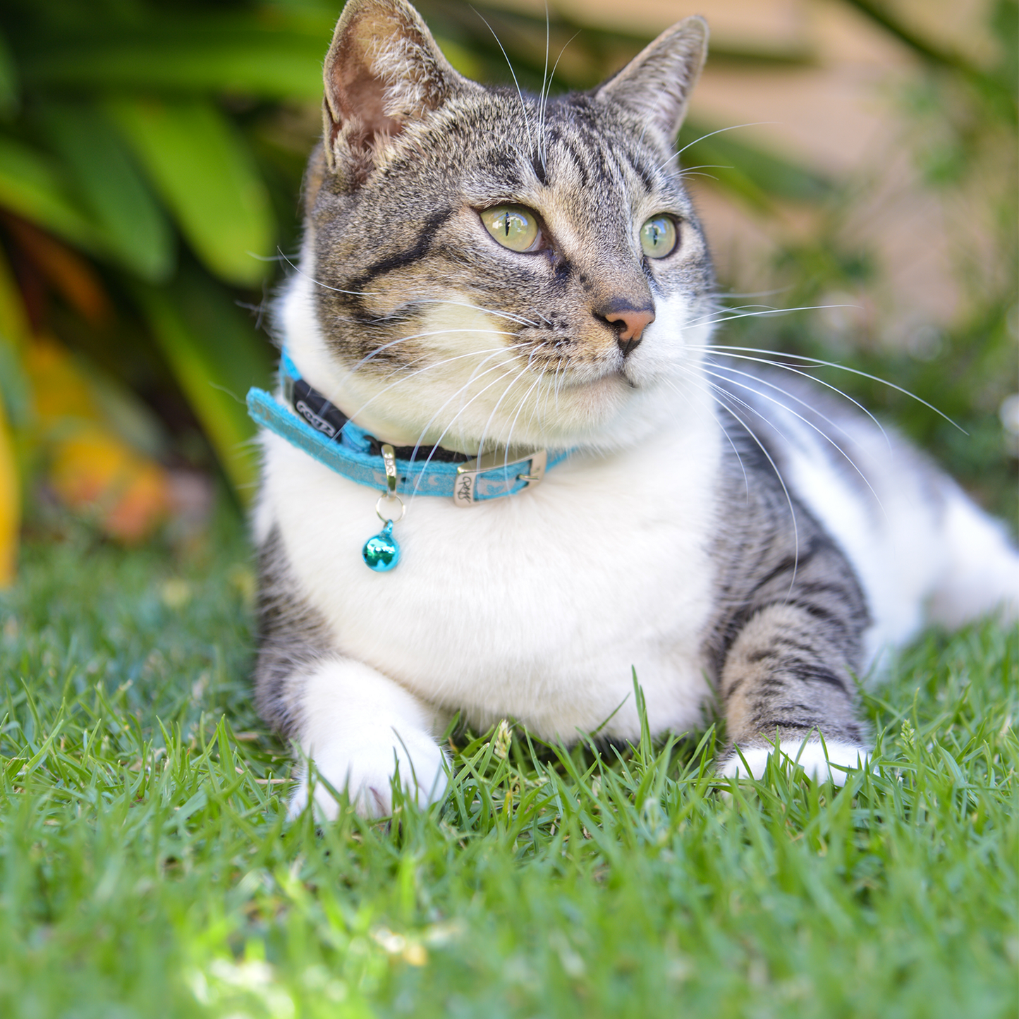 Sparklecat collar - My Pet Store