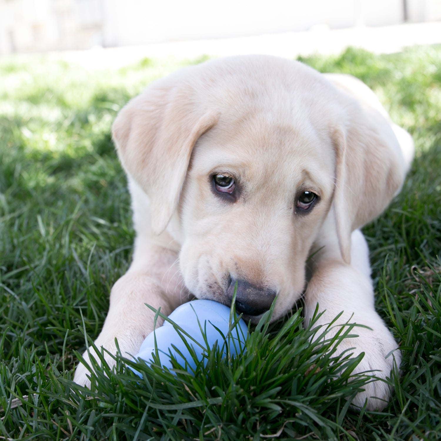 Puppy treat toy - My Pet Store