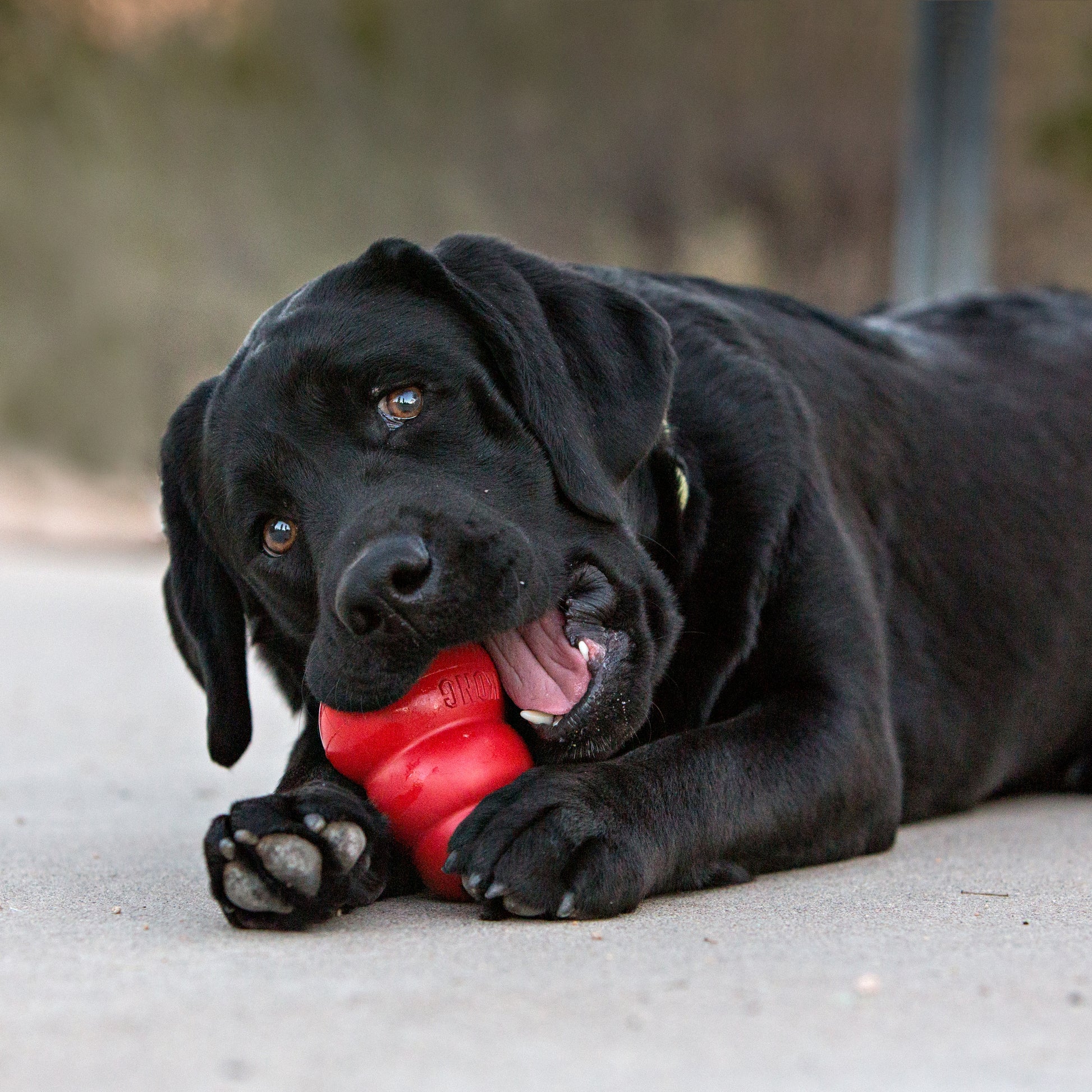 KONG Classic Treat Toy - My Pet Store