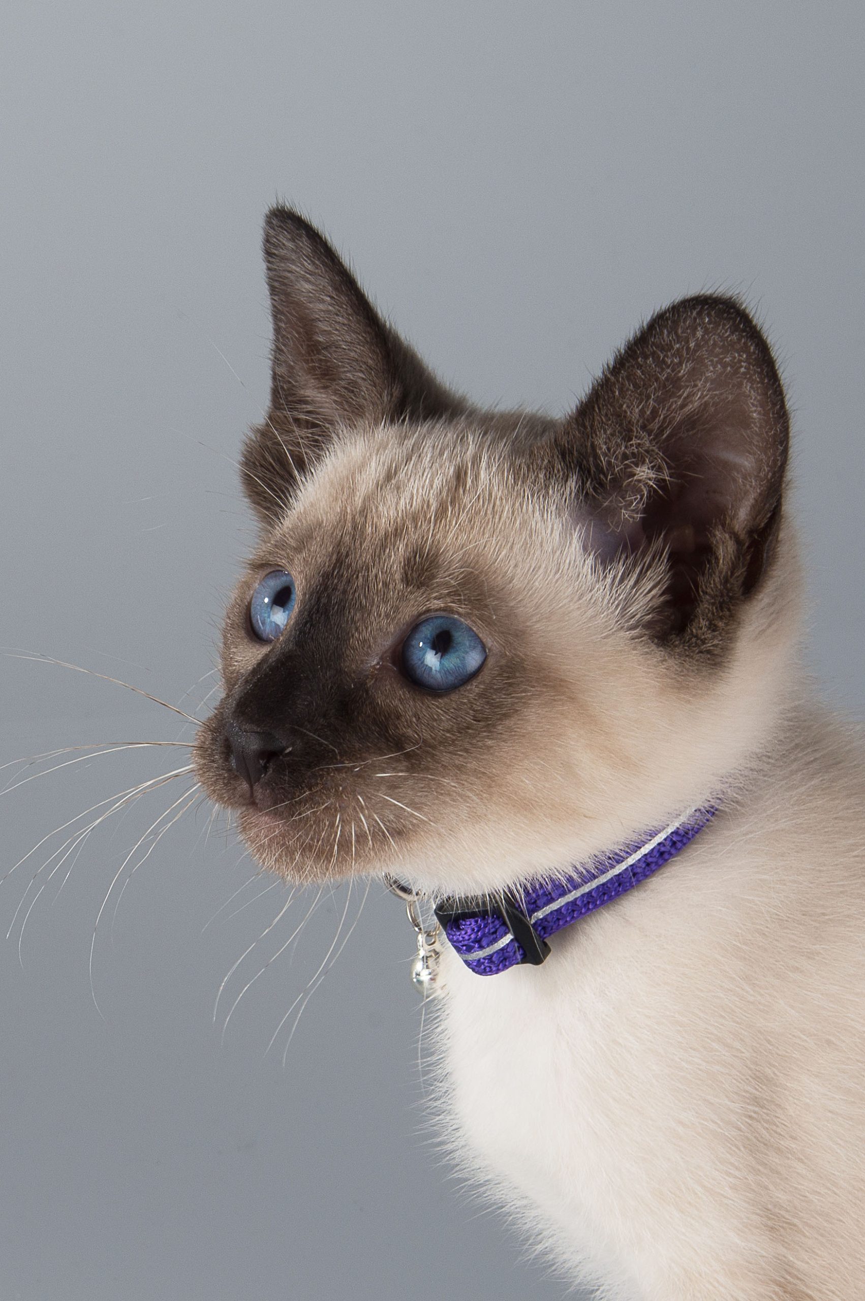 Alleycat safety collar - Image 13