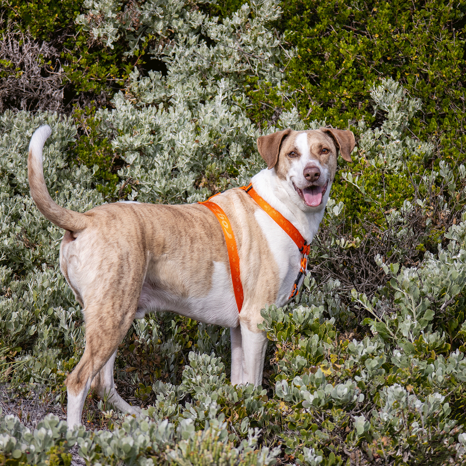 Rogz Alpinist Classic harness - Image 11