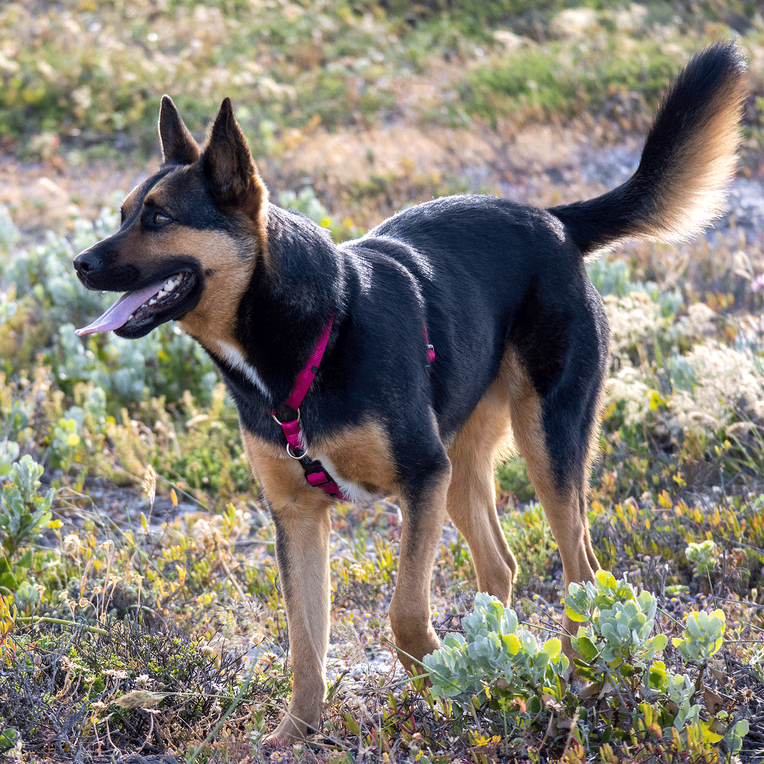Rogz Alpinist Classic harness - Image 12