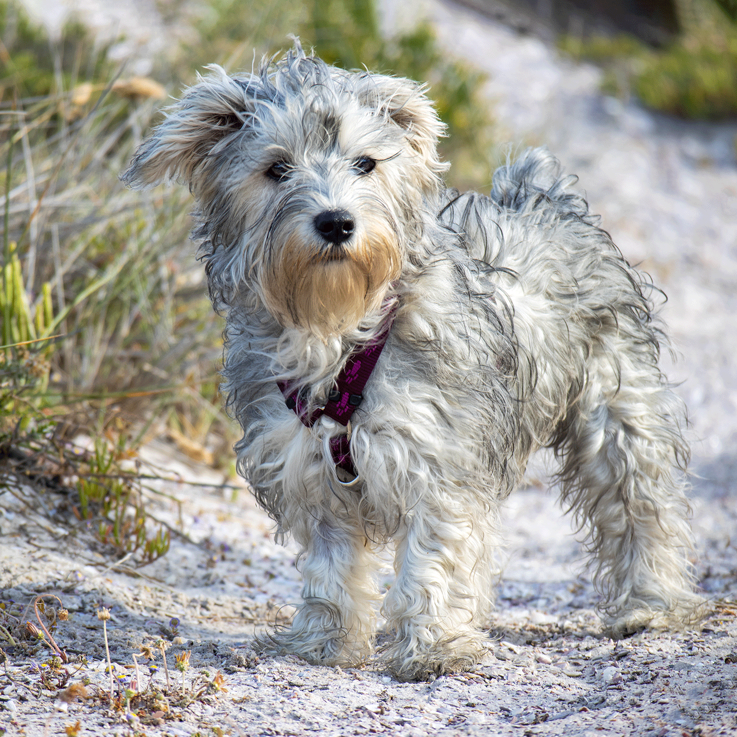 Rogz Alpinist Classic harness - Image 13