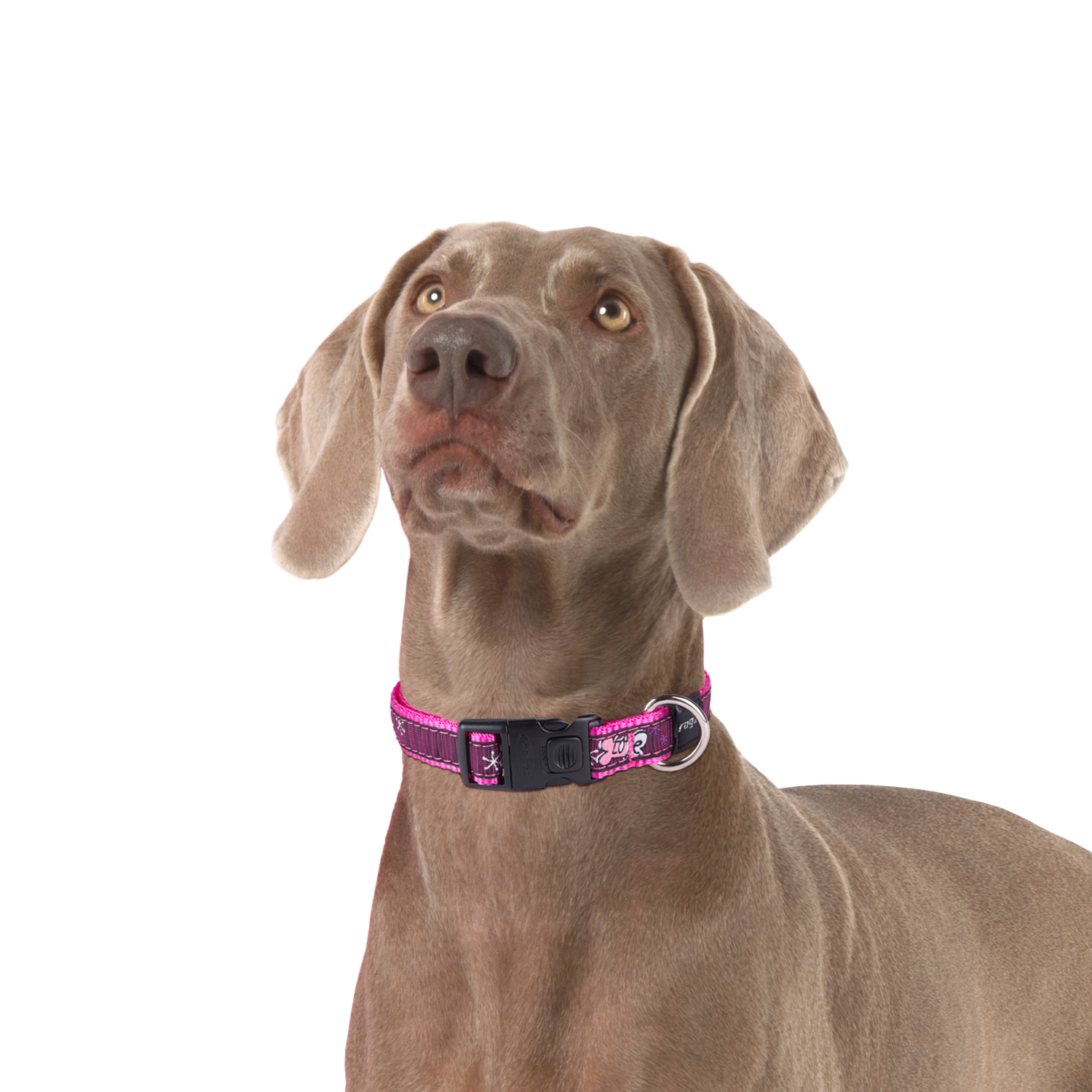 Rogz Fancydress Classic Collar - Image 14