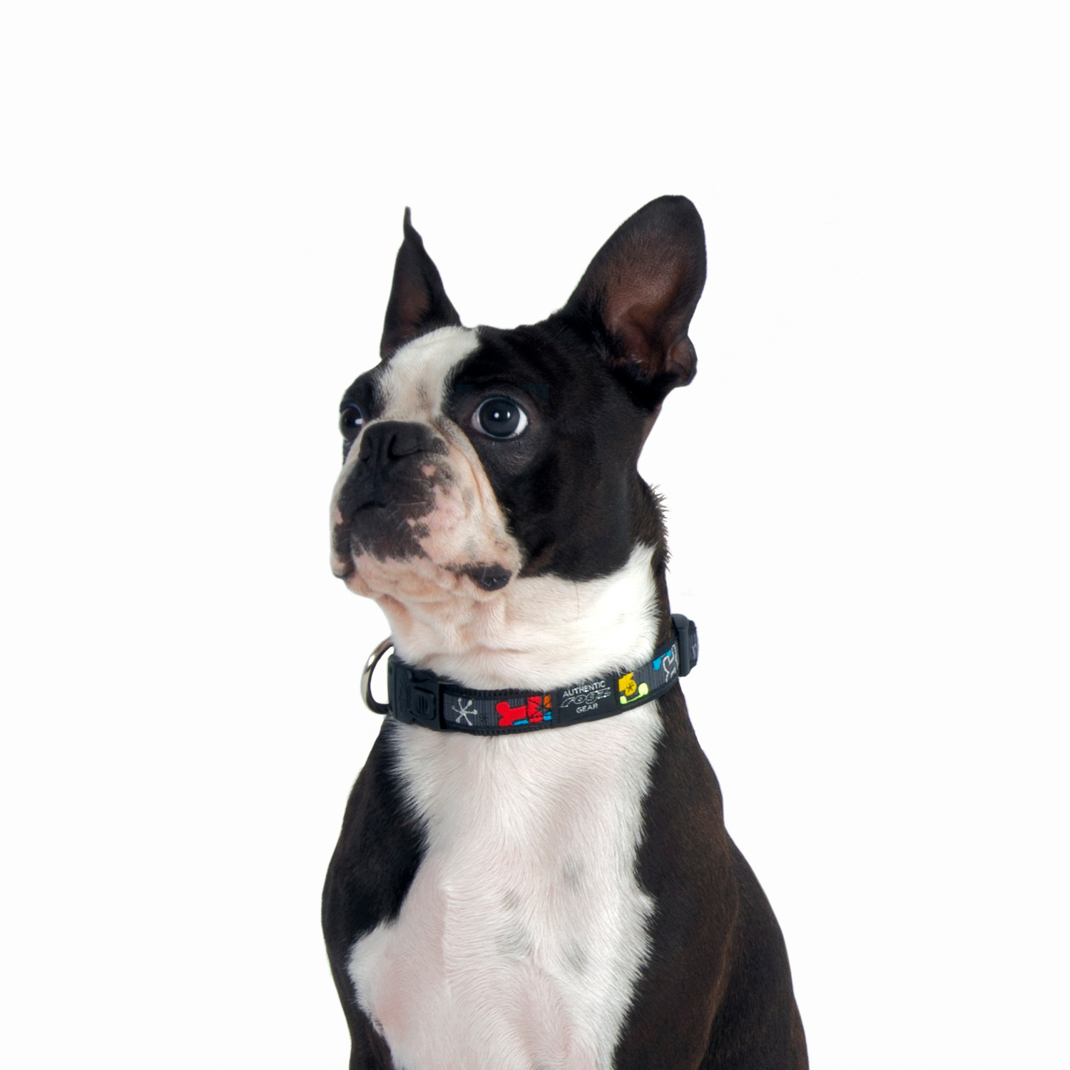 Rogz Fancydress Classic Collar - Image 16