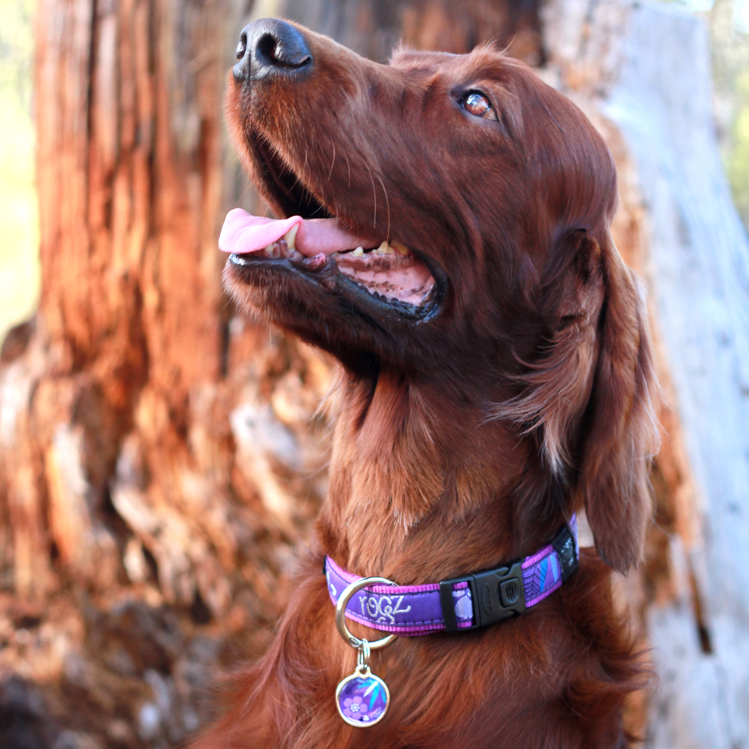 Rogz Fancydress Classic Collar - Image 17