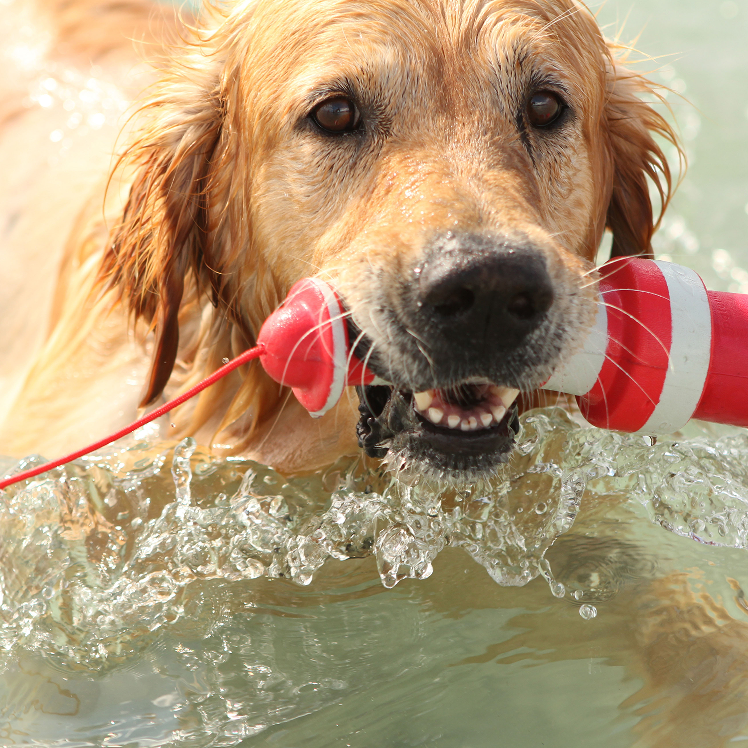 Rogz Lighthouse fetch water toy - Image 5