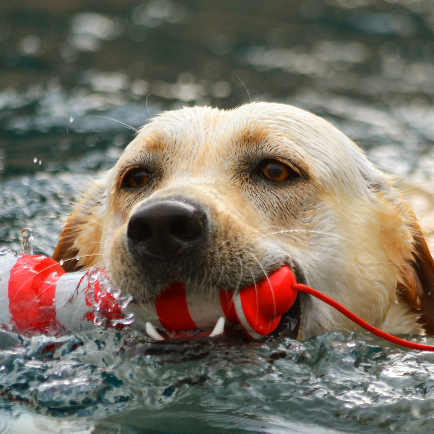 Rogz Lighthouse fetch water toy - Image 7