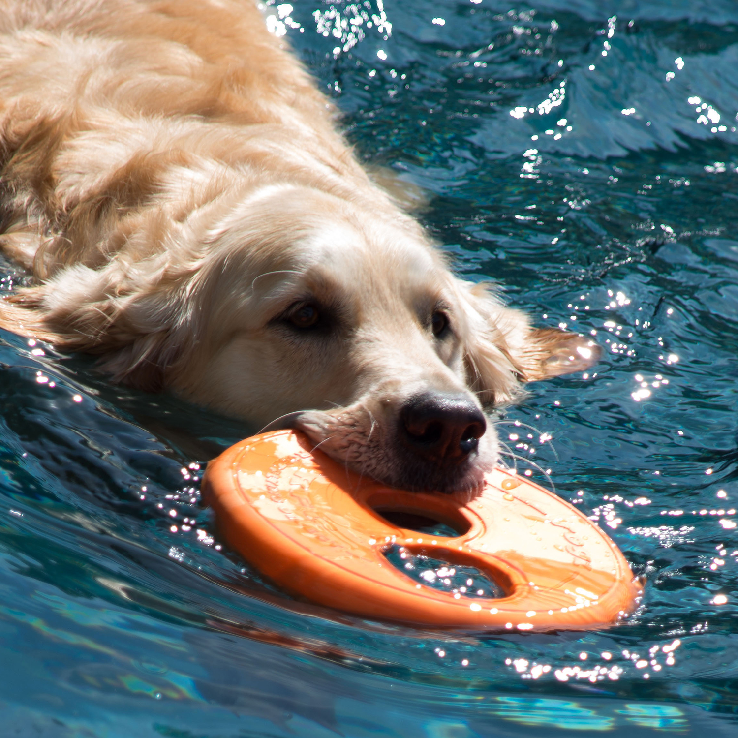 Rogz RFO Fetch Flying toy - Image 8