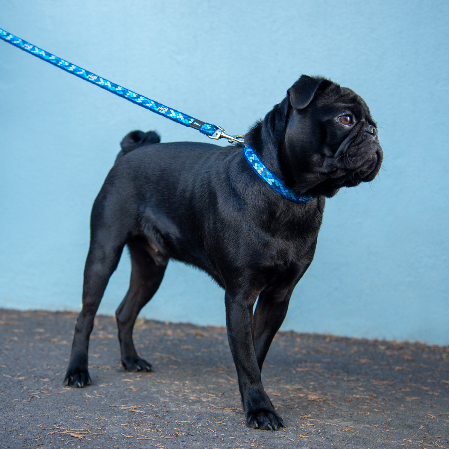 Rogz Fashion Collar - Image 9
