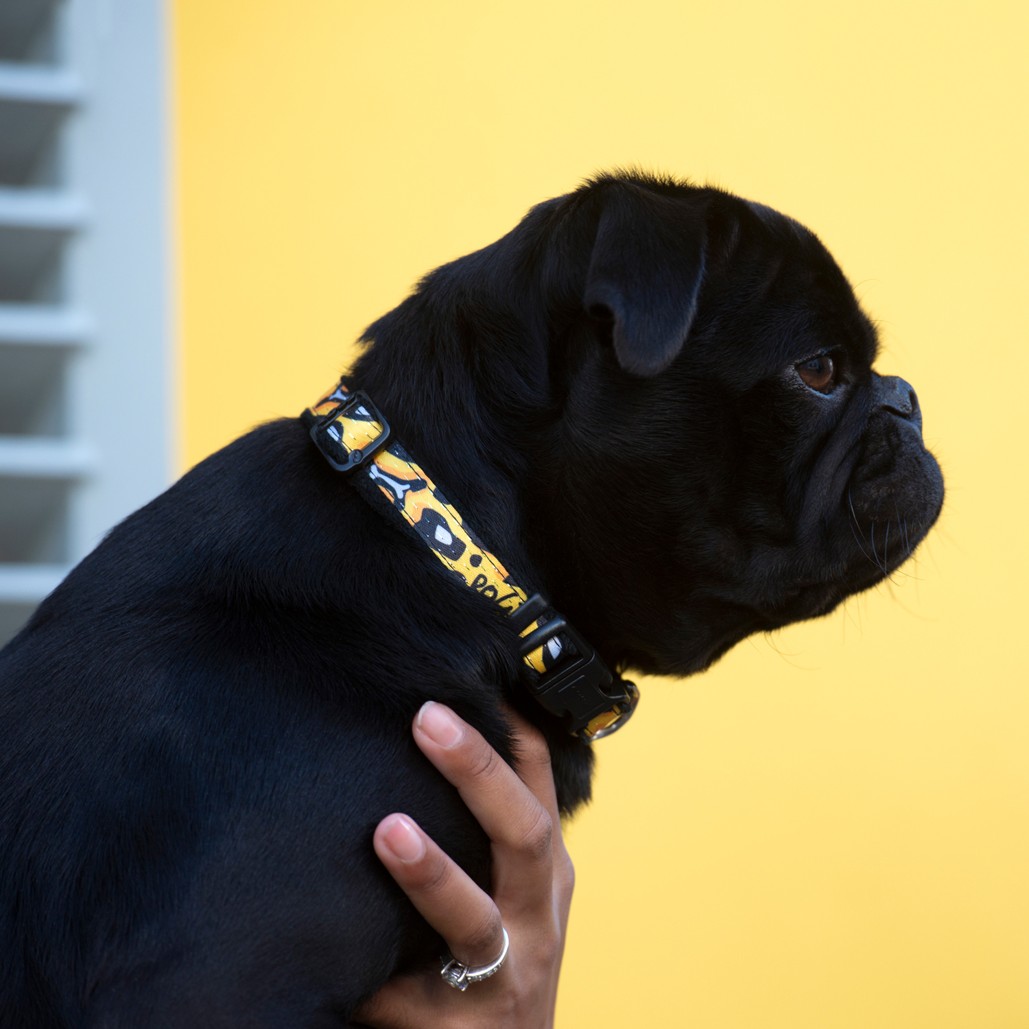 Rogz Fashion Collar - Image 10