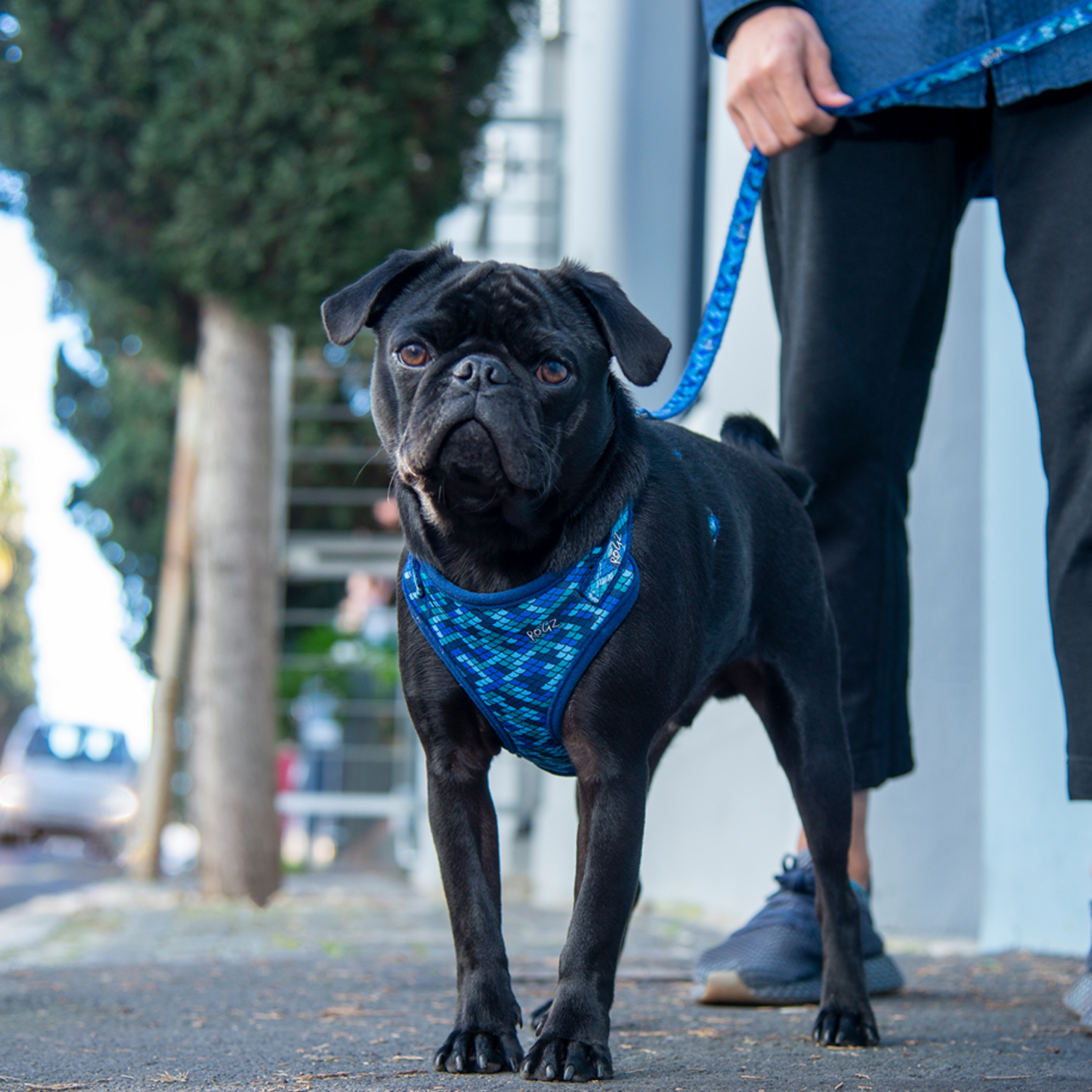 Rogz Fashion harness - Image 9