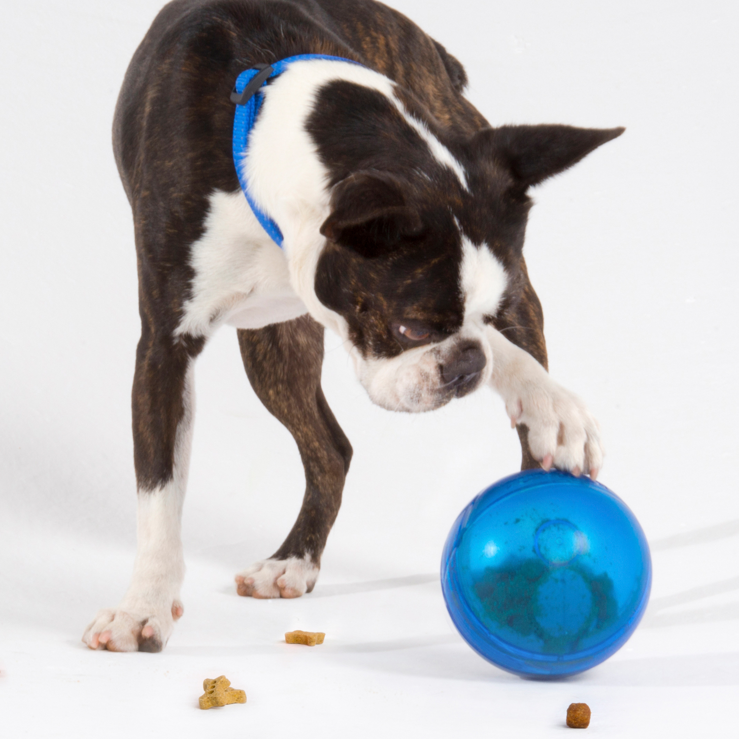 Rogz Treat Tumbler - Image 6