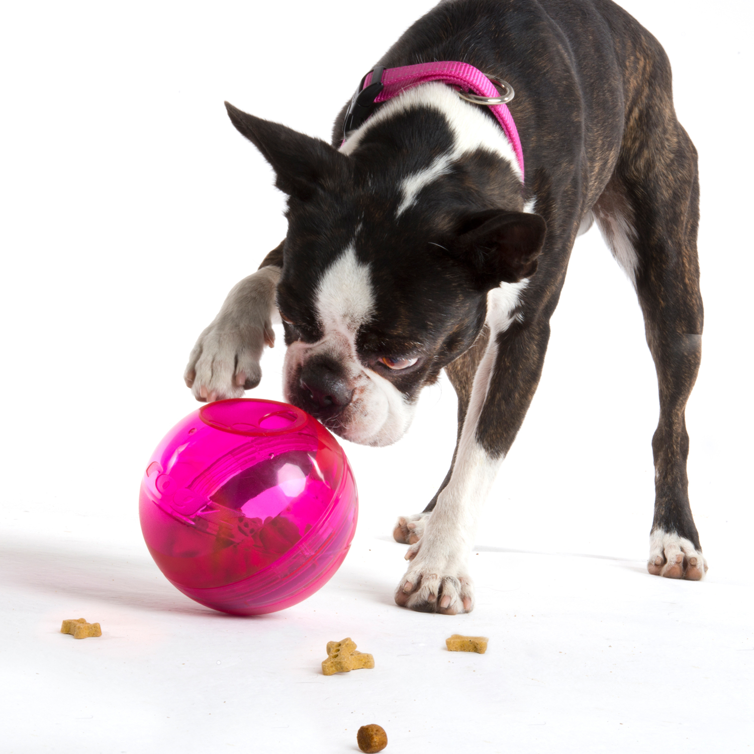 Rogz Treat Tumbler - Image 7