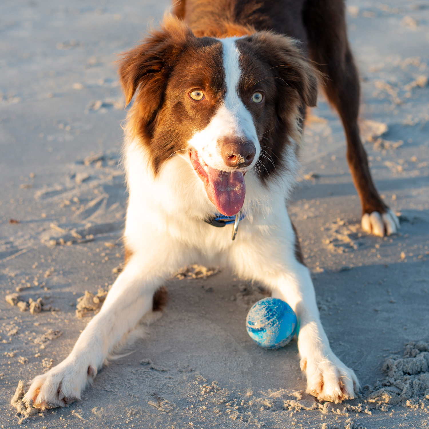 Rogz Squeekz Fetch Ball - Image 9