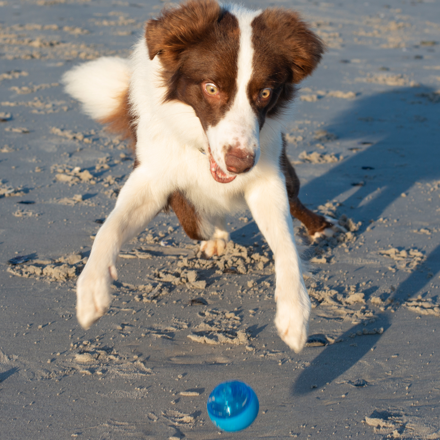 Rogz Squeekz Fetch Ball - Image 10